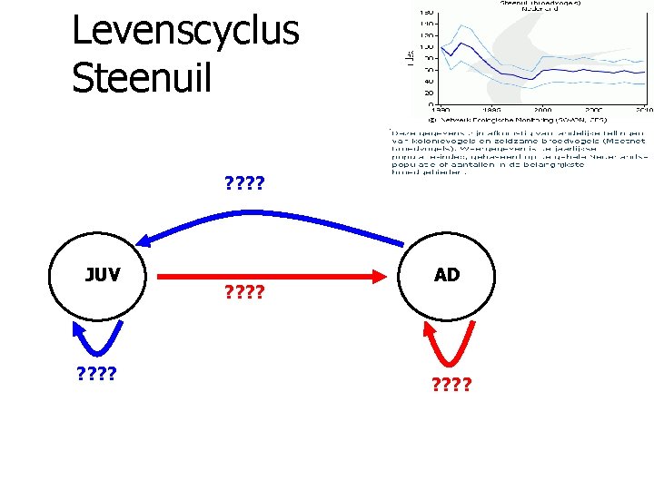 Levenscyclus Steenuil ? ? JUV ? ? ? ? AD ? ? 