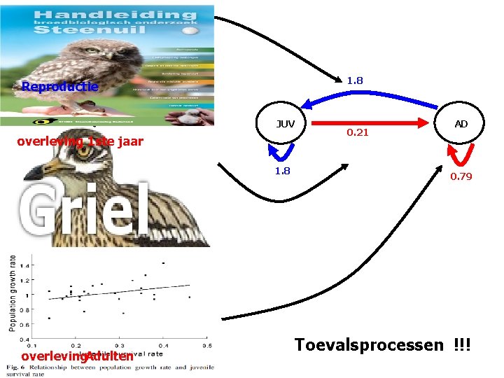 1. 8 Reproductie JUV overleving 1 ste jaar 1. 8 overleving. Adulten 0. 21