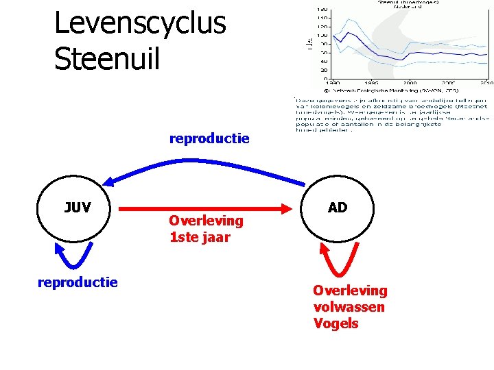 Levenscyclus Steenuil reproductie JUV reproductie Overleving 1 ste jaar AD Overleving volwassen Vogels 