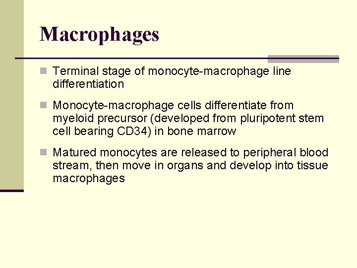 Macrophages n Terminal stage of monocyte-macrophage line differentiation n Monocyte-macrophage cells differentiate from myeloid