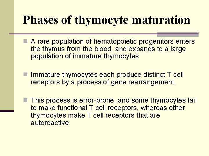Phases of thymocyte maturation n A rare population of hematopoietic progenitors enters the thymus