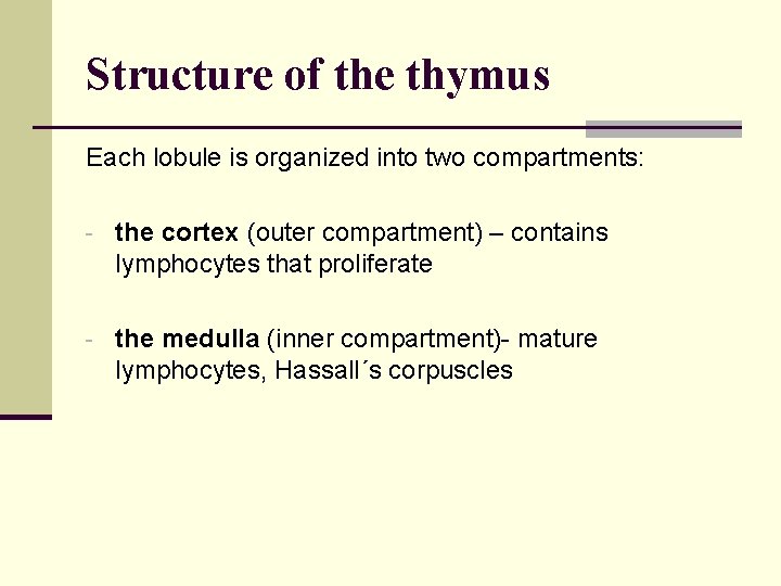 Structure of the thymus Each lobule is organized into two compartments: - the cortex