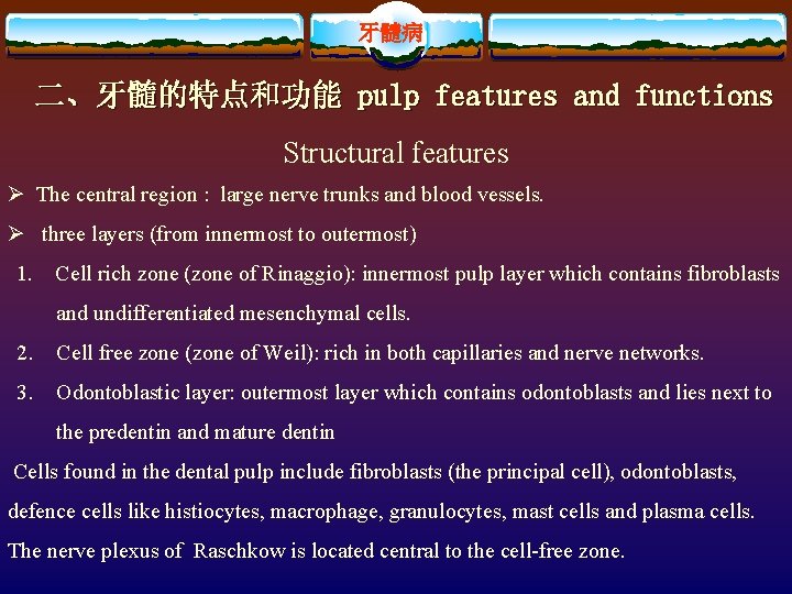 牙髓病 二、牙髓的特点和功能 pulp features and functions Structural features Ø The central region : large