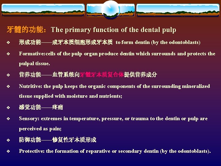 牙髓的功能：The primary function of the dental pulp v 形成功能——成牙本质细胞形成牙本质 to form dentin (by the