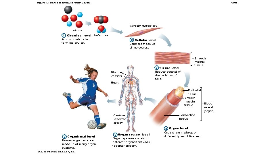 Figure 1. 1 Levels of structural organization. Slide 1 Smooth muscle cell Atoms 1
