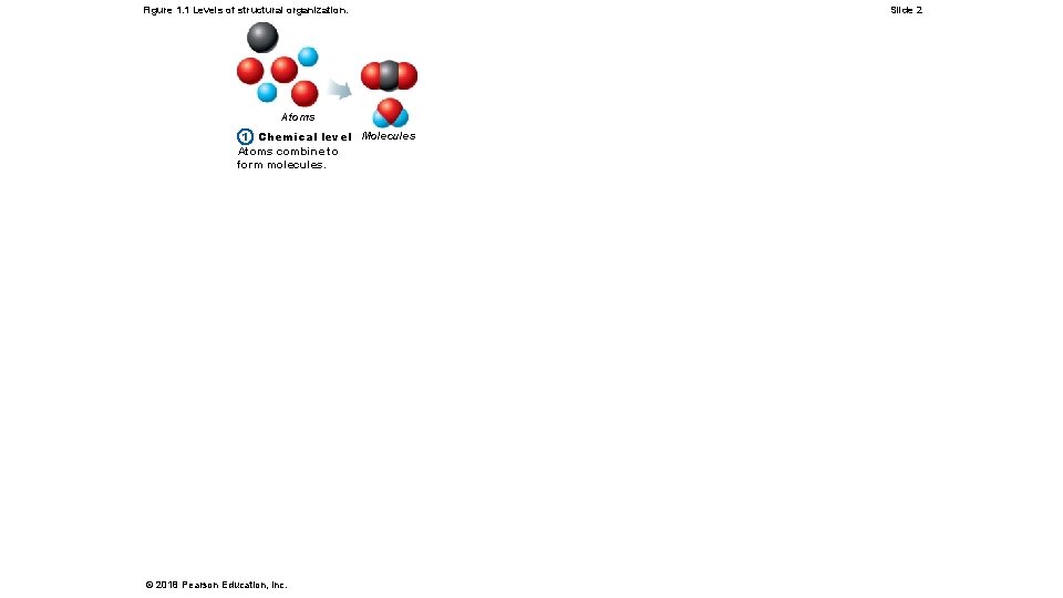 Figure 1. 1 Levels of structural organization. Atoms 1 Chemical level Molecules Atoms combine