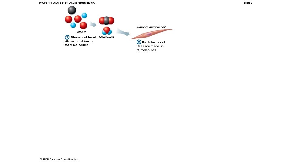 Figure 1. 1 Levels of structural organization. Slide 3 Smooth muscle cell Atoms 1