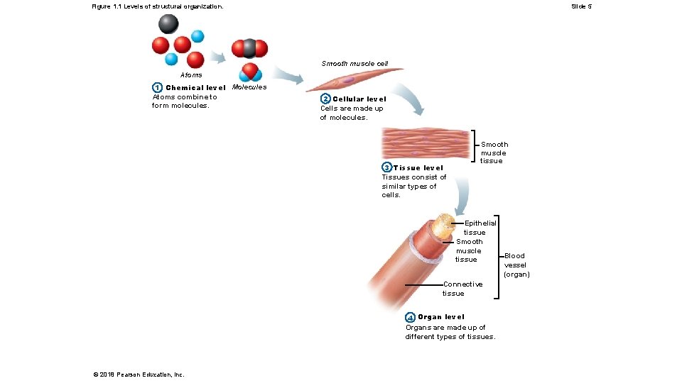 Figure 1. 1 Levels of structural organization. Slide 5 Smooth muscle cell Atoms 1