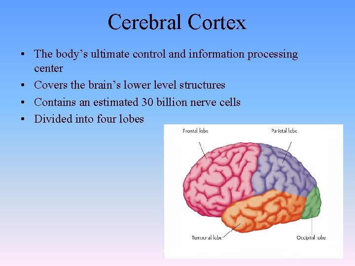 Cerebral Cortex • The body’s ultimate control and information processing center • Covers the