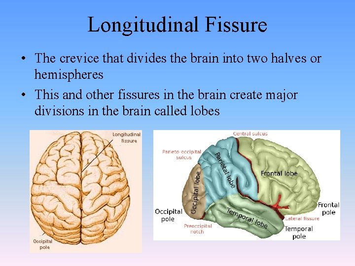 Longitudinal Fissure • The crevice that divides the brain into two halves or hemispheres