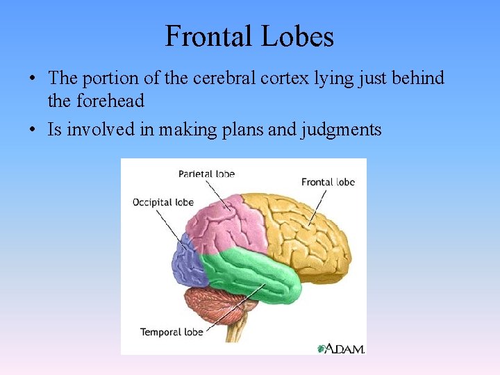 Frontal Lobes • The portion of the cerebral cortex lying just behind the forehead