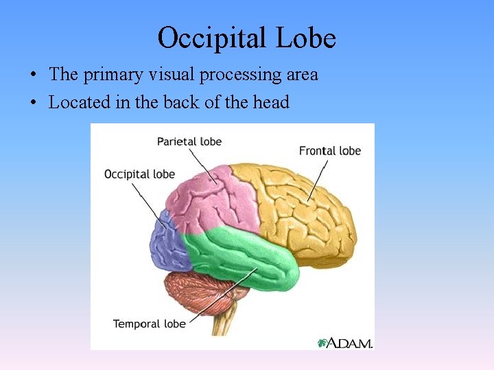 Occipital Lobe • The primary visual processing area • Located in the back of