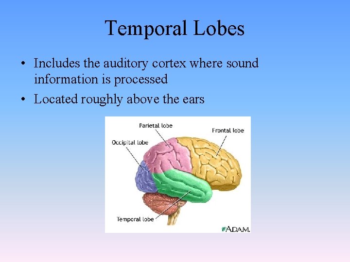 Temporal Lobes • Includes the auditory cortex where sound information is processed • Located