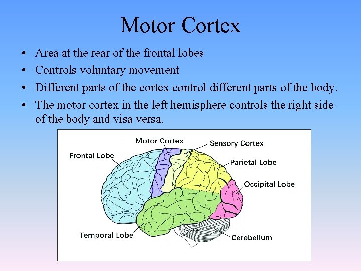Motor Cortex • • Area at the rear of the frontal lobes Controls voluntary