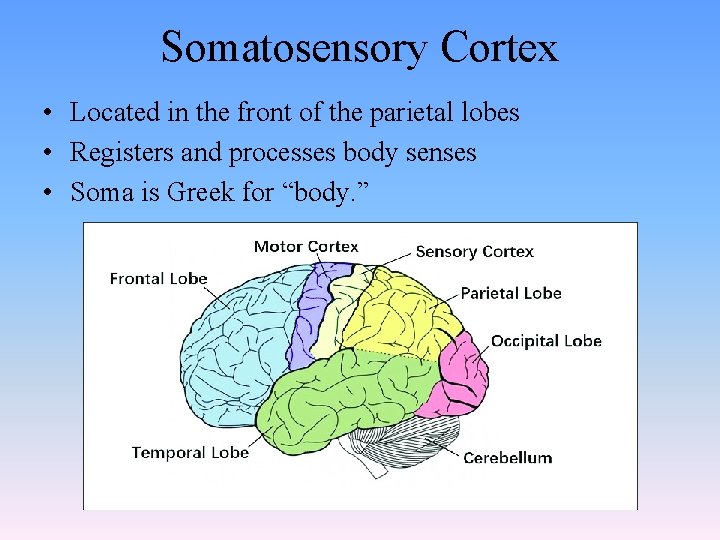 Somatosensory Cortex • Located in the front of the parietal lobes • Registers and