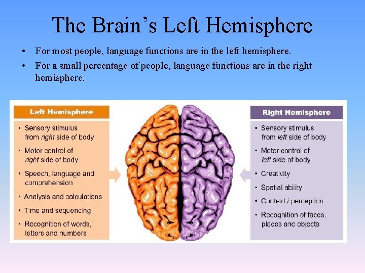 The Brain’s Left Hemisphere • For most people, language functions are in the left