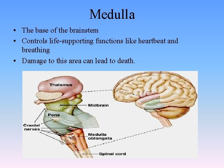 Medulla • The base of the brainstem • Controls life-supporting functions like heartbeat and