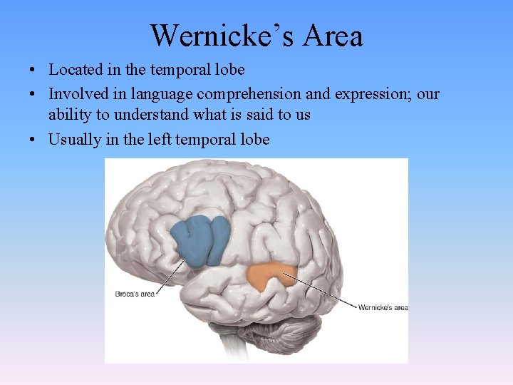 Wernicke’s Area • Located in the temporal lobe • Involved in language comprehension and