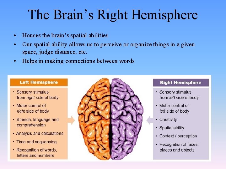 The Brain’s Right Hemisphere • Houses the brain’s spatial abilities • Our spatial ability