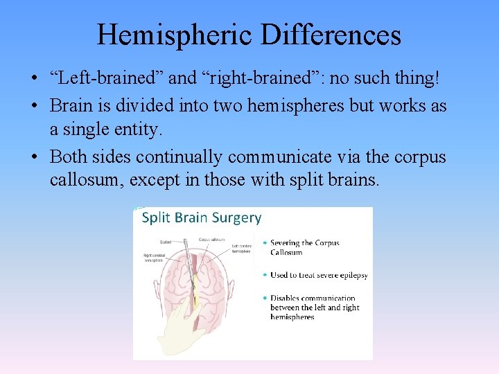 Hemispheric Differences • “Left-brained” and “right-brained”: no such thing! • Brain is divided into