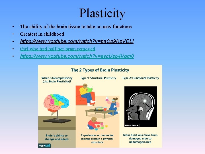 Plasticity • • • The ability of the brain tissue to take on new