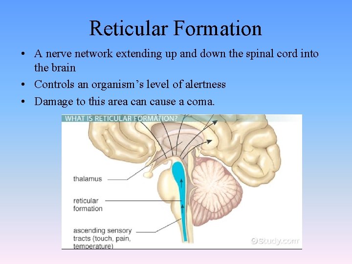 Reticular Formation • A nerve network extending up and down the spinal cord into