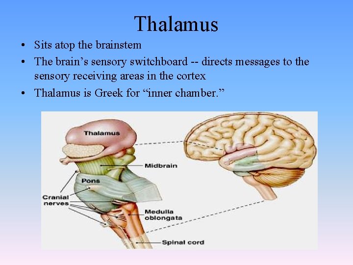 Thalamus • Sits atop the brainstem • The brain’s sensory switchboard -- directs messages