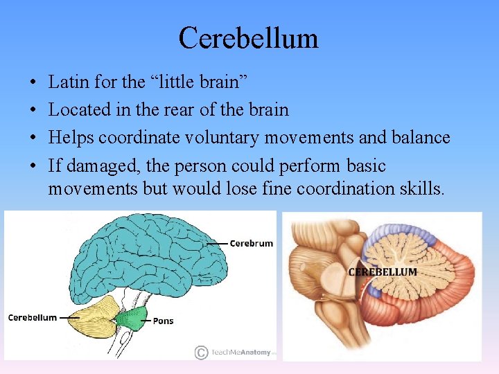 Cerebellum • • Latin for the “little brain” Located in the rear of the