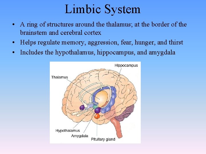 Limbic System • A ring of structures around the thalamus; at the border of