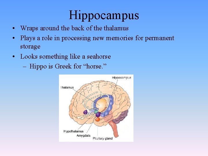 Hippocampus • Wraps around the back of the thalamus • Plays a role in