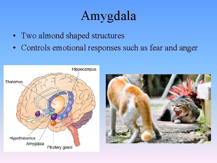 Amygdala • Two almond shaped structures • Controls emotional responses such as fear and