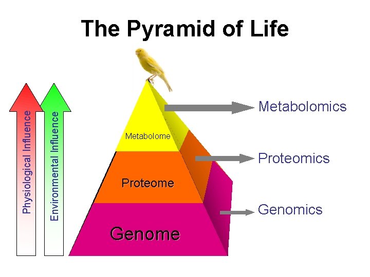 Environmental Influence Physiological Influence The Pyramid of Life Metabolomics Metabolome Proteomics Proteome Genomics Genome