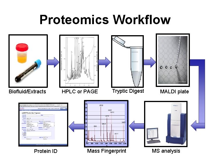 Proteomics Workflow Biofluid/Extracts Protein ID HPLC or PAGE Tryptic Digest Mass Fingerprint MALDI plate