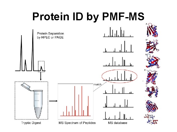 Protein ID by PMF-MS 