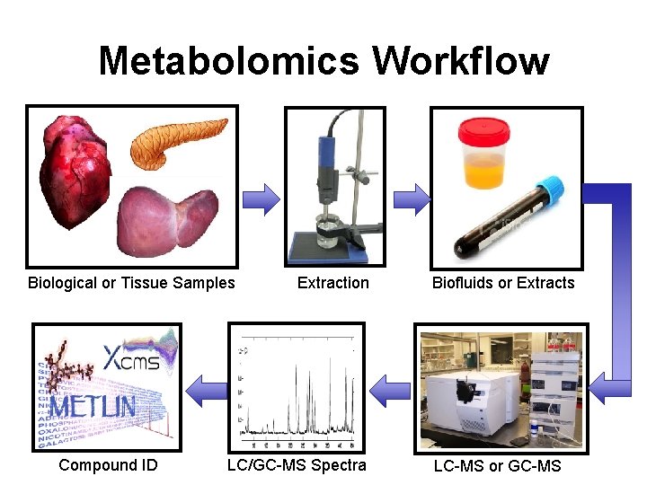 Metabolomics Workflow Biological or Tissue Samples Compound ID Extraction LC/GC-MS Spectra Biofluids or Extracts