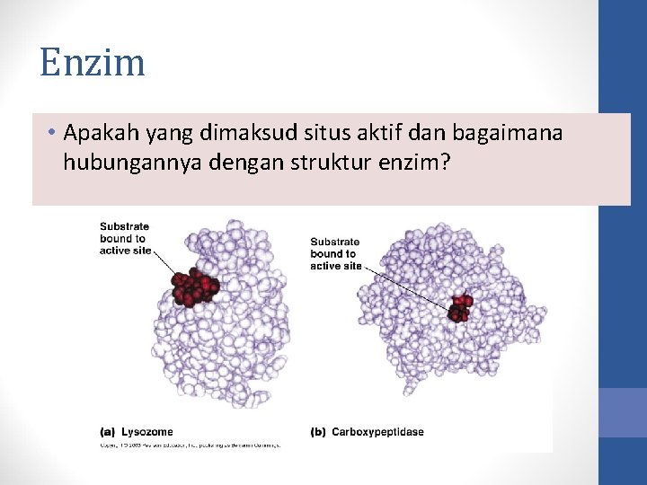 Enzim • Apakah yang dimaksud situs aktif dan bagaimana hubungannya dengan struktur enzim? 