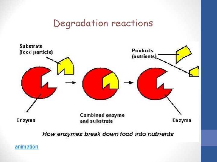 Degradation reactions animation 