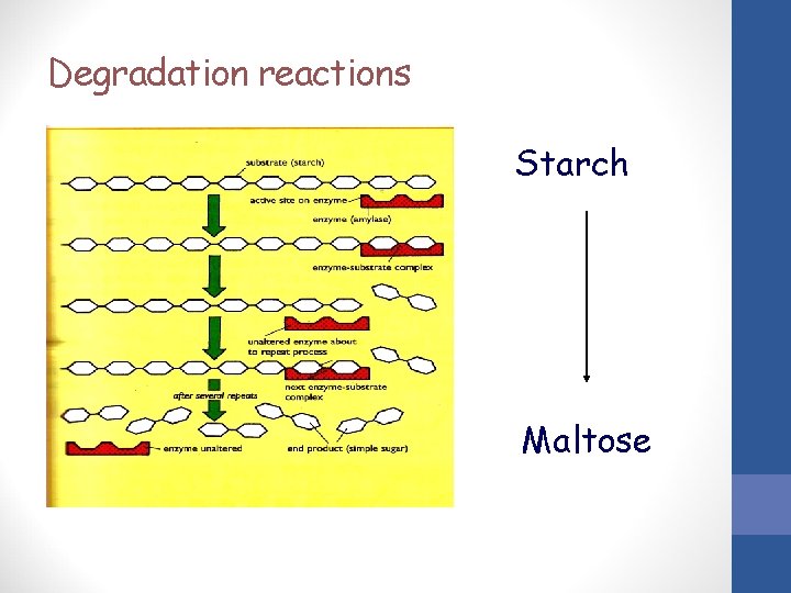Degradation reactions Starch Maltose 