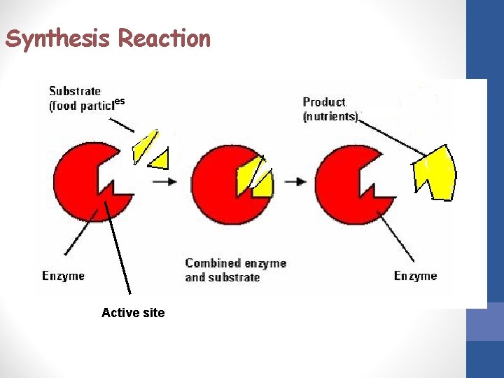 Synthesis Reaction es Active site 