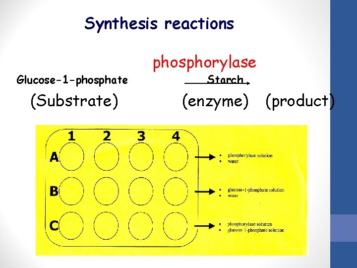 Synthesis reactions Glucose-1 -phosphate (Substrate) phosphorylase Starch (enzyme) (product) 