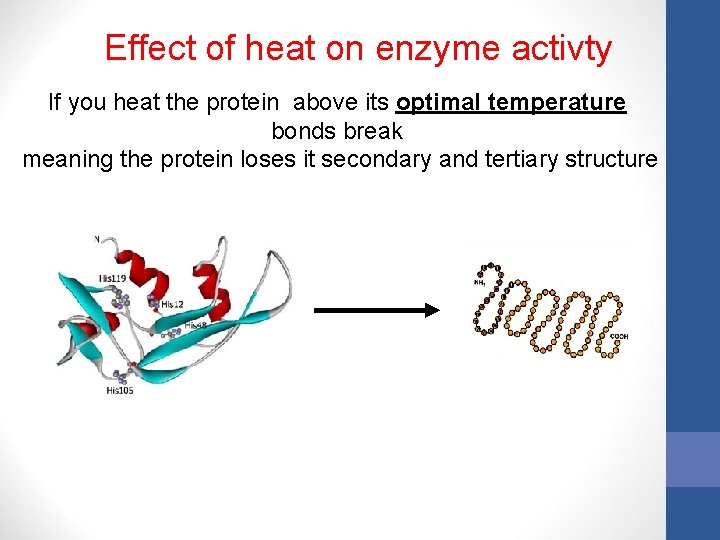 Effect of heat on enzyme activty If you heat the protein above its optimal