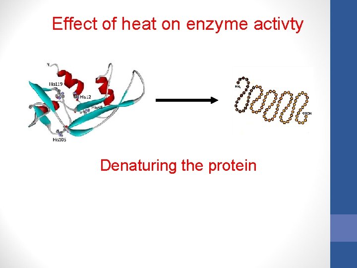 Effect of heat on enzyme activty Denaturing the protein 