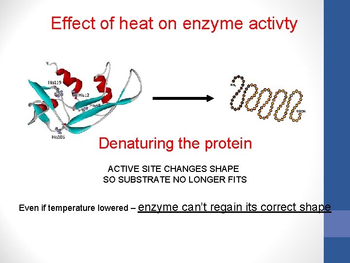 Effect of heat on enzyme activty Denaturing the protein ACTIVE SITE CHANGES SHAPE SO