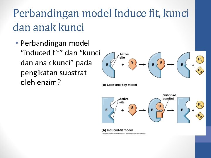 Perbandingan model Induce fit, kunci dan anak kunci • Perbandingan model “induced fit” dan