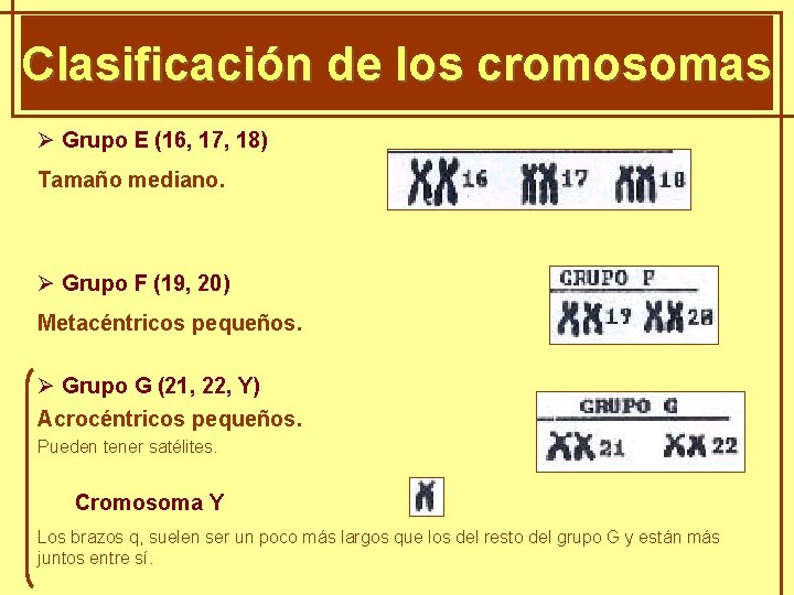 GENÈTICA Clasificación de. MENDELIANA los cromosomas Ø Grupo E (16, 17, 18) Tamaño mediano.