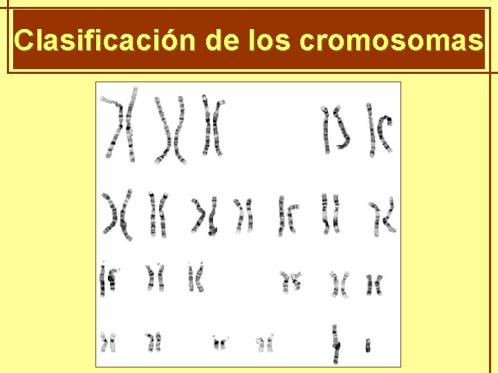 GENÈTICA Clasificación de. MENDELIANA los cromosomas 