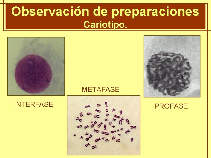 Observación de preparaciones GENÈTICA MENDELIANA Cariotipo. METAFASE INTERFASE PROFASE 