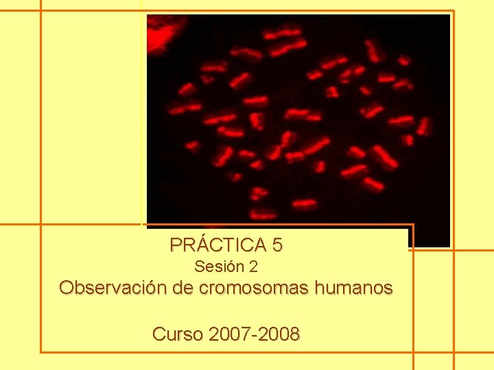 PRÁCTICA 5 Sesión 2 Observación de cromosomas humanos Curso 2007 -2008 