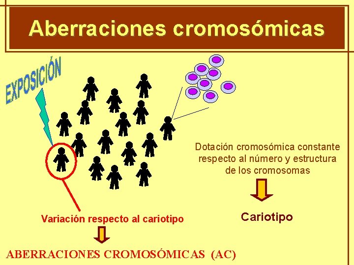 GENÈTICA MENDELIANA Aberraciones cromosómicas Dotación cromosómica constante respecto al número y estructura de los