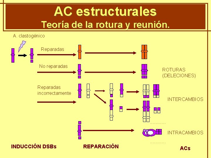 AC estructurales GENÈTICA MENDELIANA Teoría de la rotura y reunión. A. clastogénico Reparadas No